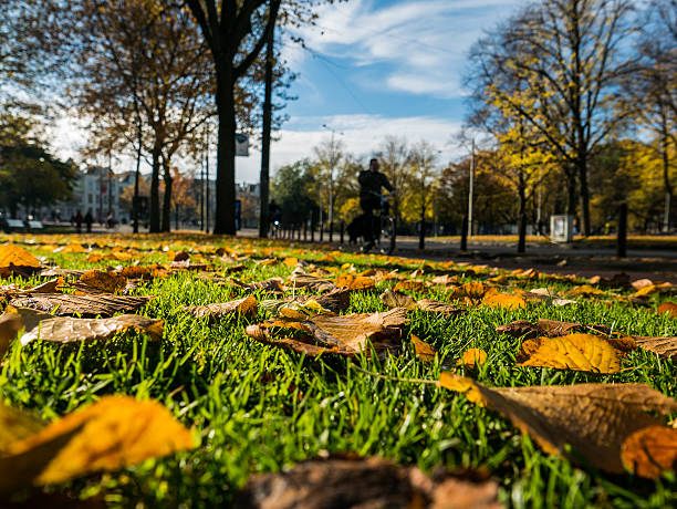 istock Fall leaves and street background 496611480