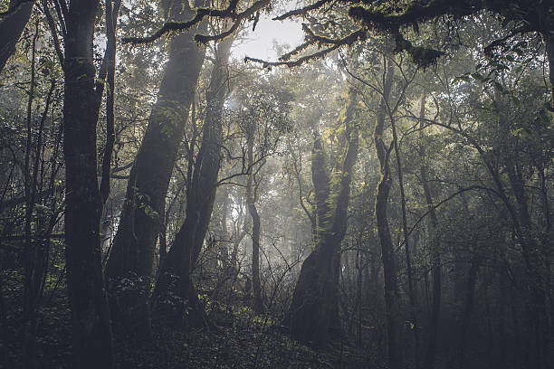 istock Tropical rain forest in the dark 496611874