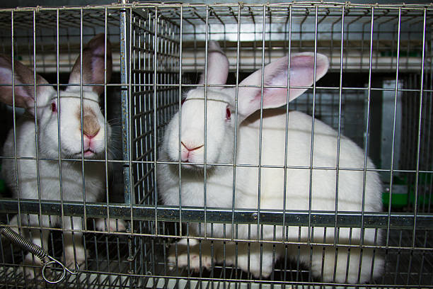 3,900+ 項Rabbit Cage照片檔、圖片和免版稅影像- iStock