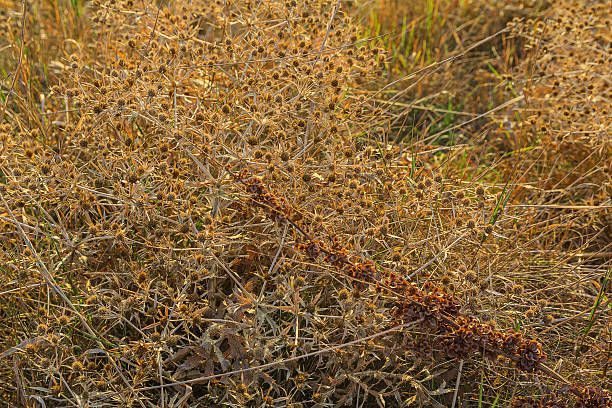 istock Dry grass and flowers lit by the autumn sun 496613144