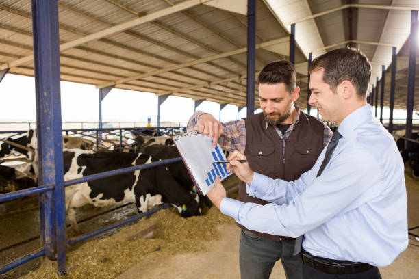 cố vấn nông dân và tài chính - profitability and production costs for livestock hình ảnh sẵn có, bức ảnh & hình ảnh trả phí bản quyền một lần