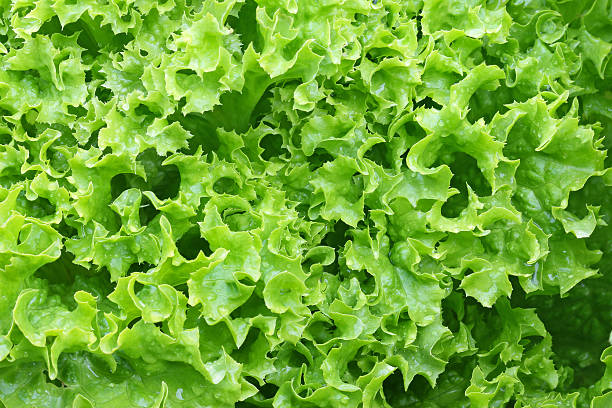 istock Home grown Green curly Lettuce Salad leaves 496613290