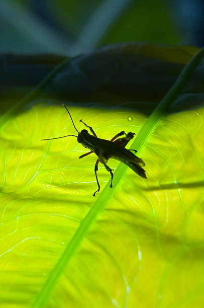 istock Silhouette of grasshopper on green leaf 496613590