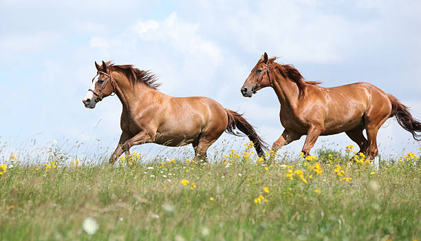istock Two chestnut horses running together 496615078