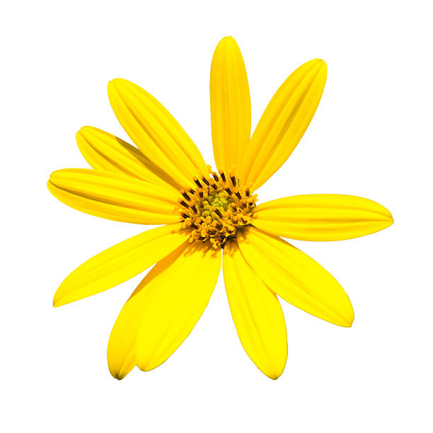 istock Jerusalem artichoke. Yellow topinambur flowers 496616113