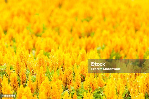 Celosia Oro Giallo Fiore In Giardino - Fotografie stock e altre immagini di Ambientazione esterna - Ambientazione esterna, Asparagina, Autunno