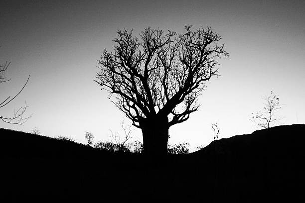 istock Boab Tree in The Kimberley, Western Australia 496616867