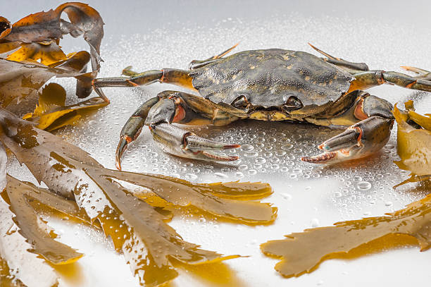 istock Crab, still life, crustacean, claw, seafood, food, fresh, studio 496617581