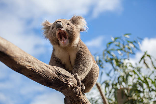 Koala sitting and yawning on a branch. Portrait of Koala sitting and yawning on a branch. sleeping koala bear stock pictures, royalty-free photos & images