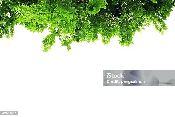 Green Leaves Isolated Background Stock Photo - Download Image Now - Botany, Branch - Plant Part, Curve