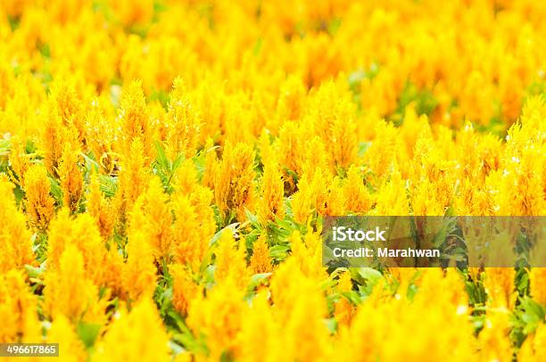 Celosia Oro Giallo Fiore In Giardino - Fotografie stock e altre immagini di Ambientazione esterna - Ambientazione esterna, Arancione, Asparagina