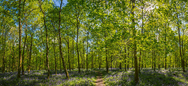 terra trilho através de iluminado pela luz woodland idílico cobertura panorama de floresta de verão - forest fern glade copse imagens e fotografias de stock