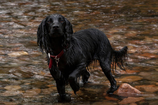 Working Cocker Spaniel enjoying a swim