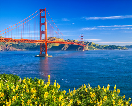 Golden Gate bridge with spring lupine flowers , CA