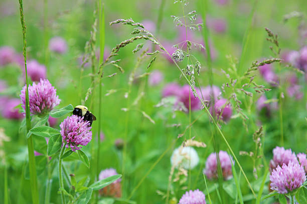 This large bumble bee has been buzzing around this clover all afternoon. 