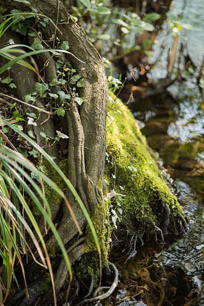 roots and water stock photo