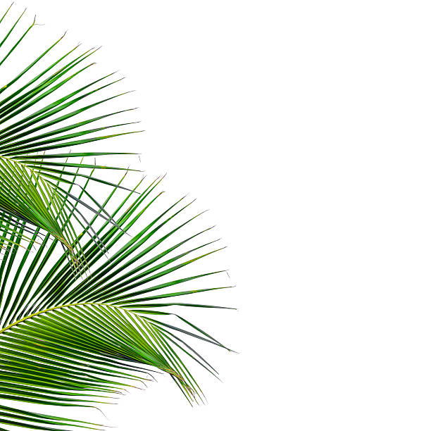 istock leaves of palm tree isolated on white background 496620065