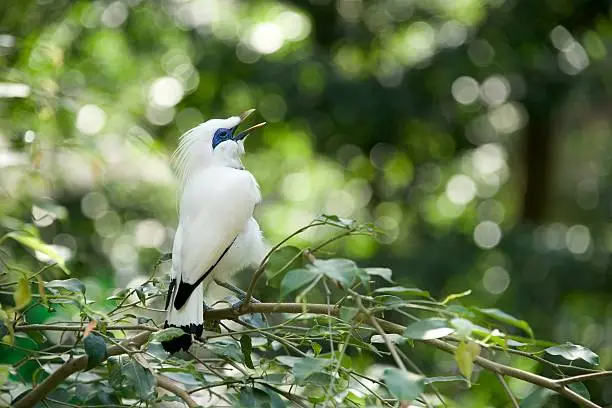 Photo of White Bali myna bird singing on branch