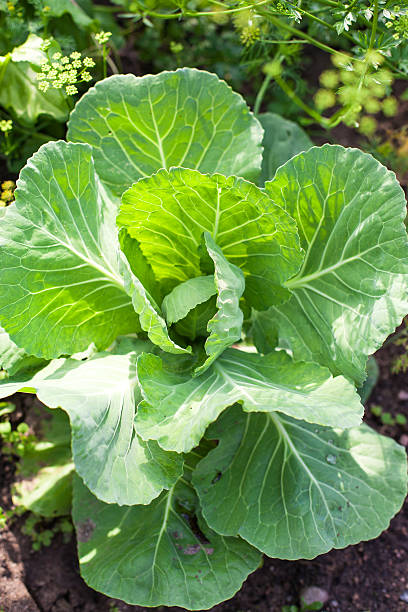 istock Cabbage on beds in the garden 496620825