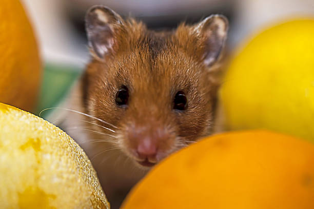 hamster hidding em produtos hortícolas - hidding imagens e fotografias de stock