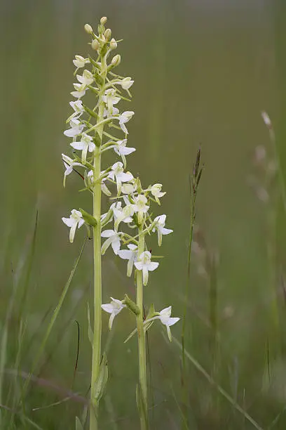 lesser butterfly-orchid