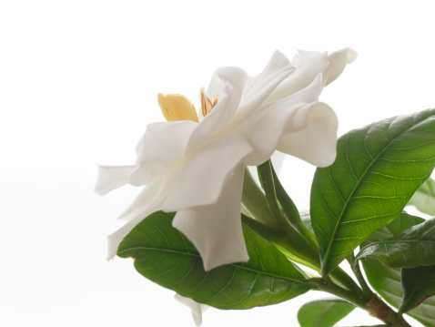 Beautiful white gardenia