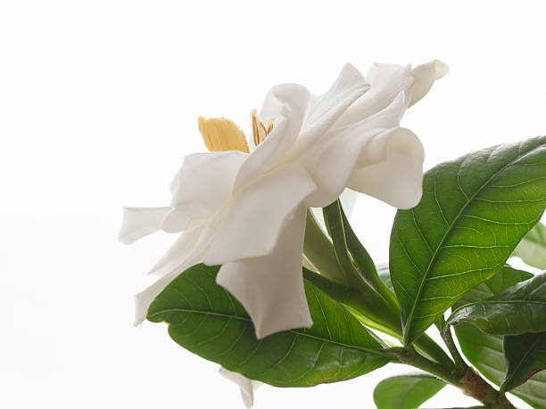 Beautiful white gardenia stock photo