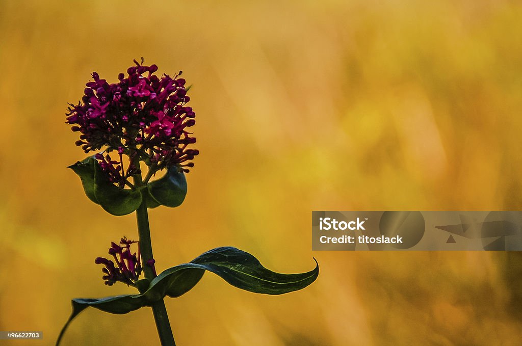 Wildflower Rare Babington's Leek from the Burren Region of Western Ireland The Burren Stock Photo