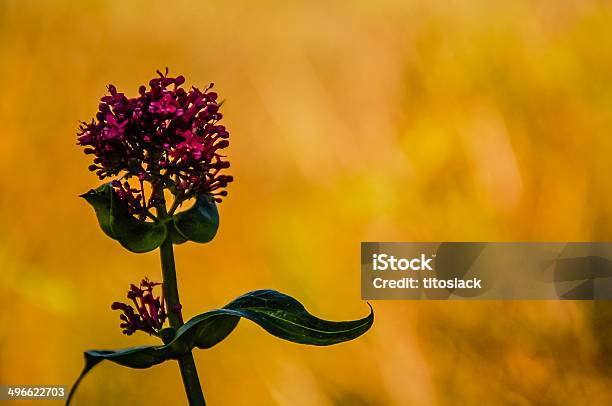 Wildflower Stock Photo - Download Image Now - The Burren, Galway, Beauty In Nature