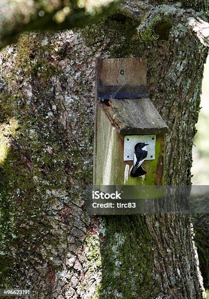 Pied Flycatcher At Nestbox Stock Photo - Download Image Now - Animal, Animal Nest, Animal Wildlife