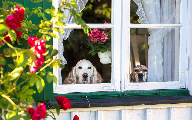 istock Dogs home alone looking through the window, Norway 496623657