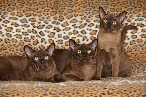 Beautiful Burmese cats in front of nice blanket stock photo