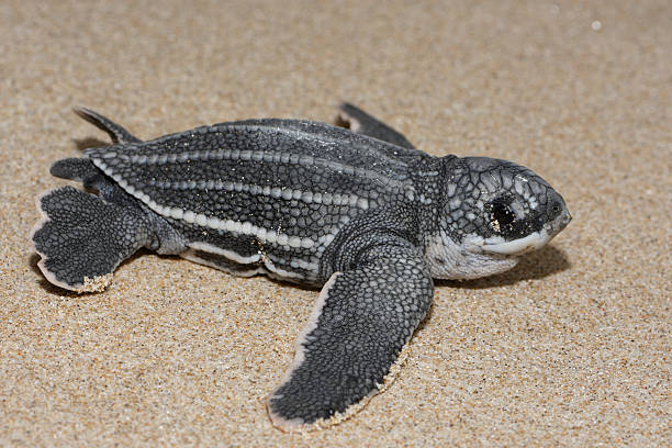 tortuga laúd al mar (dermochelys coriacea, recién nacido, perfil - turtle young animal beach sand fotografías e imágenes de stock
