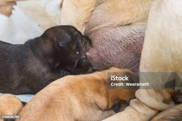 Foto de Black Filhotes Ficam A Amamentação e mais fotos de stock de 2015 - 2015, Amamentação, Animal