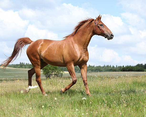 istock Amazing Budyonny horse running on meadow 496627116