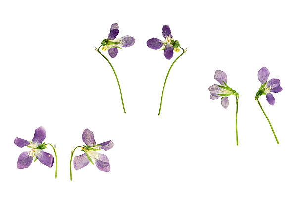 istock Pressed and dried blue flowers forest violet. 496627776