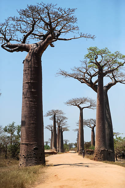istock Avenue of baobabs 496629160
