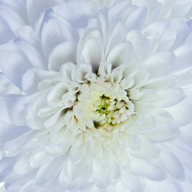 istock Beautiful chrysanthemum flower 496629554