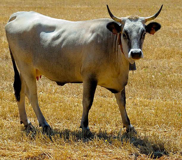 istock beautiful specimen of podolica cow pasturing 496631042