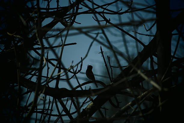 vogel singen bei nacht - nachtigall stock-fotos und bilder