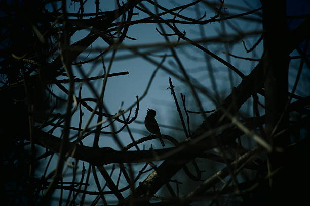 chant d'oiseau de nuit - rossignol philomèle photos et images de collection