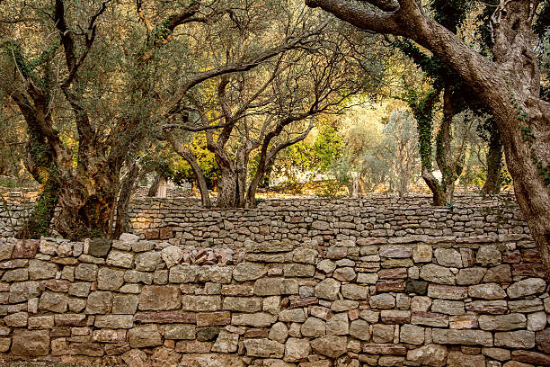 istock Olive old garden near Milocher park 496631760
