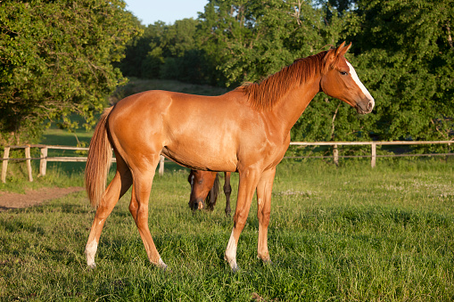 a young chestnut Holsteiner mare stands in a pasture