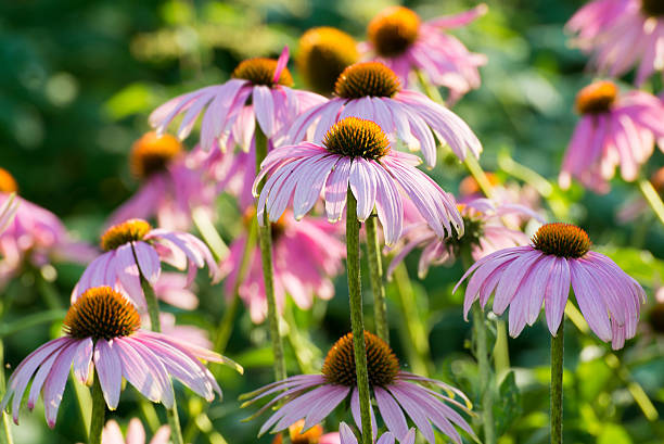istock echinacea flowers against green background 496633658