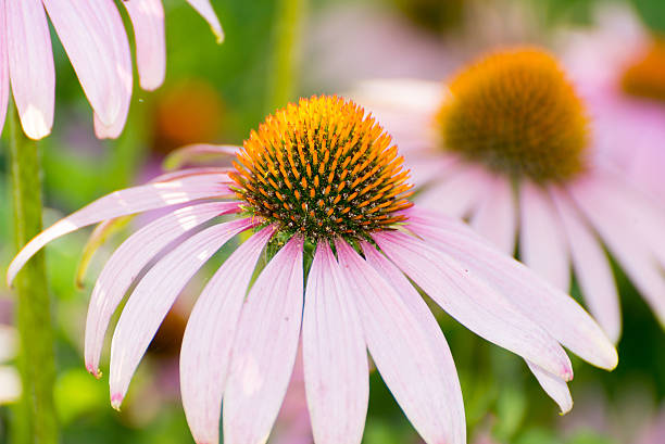 istock echinacea flowers against green background 496633870