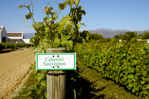 istock vineyard with sign reading cabernet sauvignon 496634762