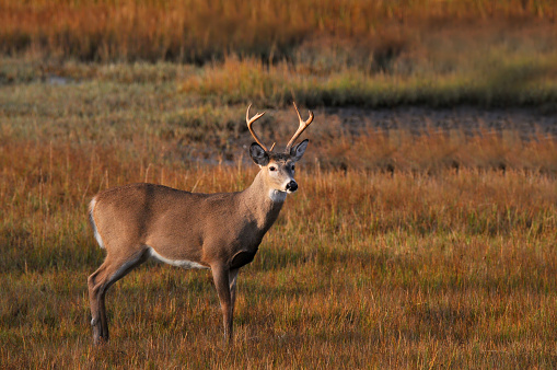 A White-tailed Buck caught at sunrise in the Assateague Island National Seashore marsh with the grasses turning red in the fall