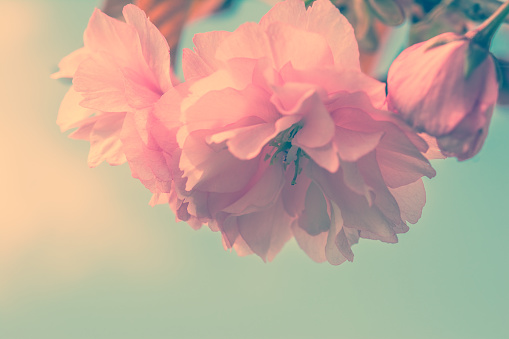 Sakura flower cherry blossom. Greeting card background. Vintage soft toned effect