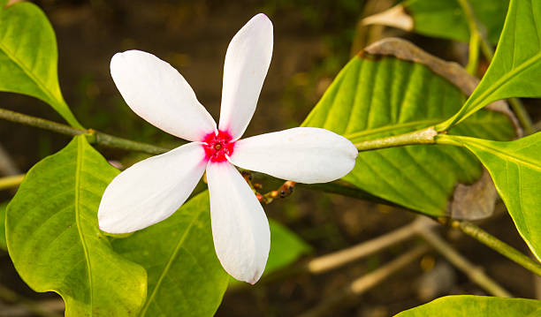 istock Gardenia flower 496635822