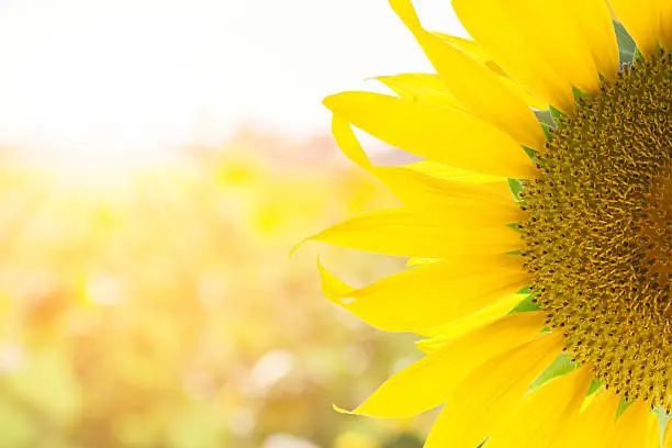 Photo of Sunflower field